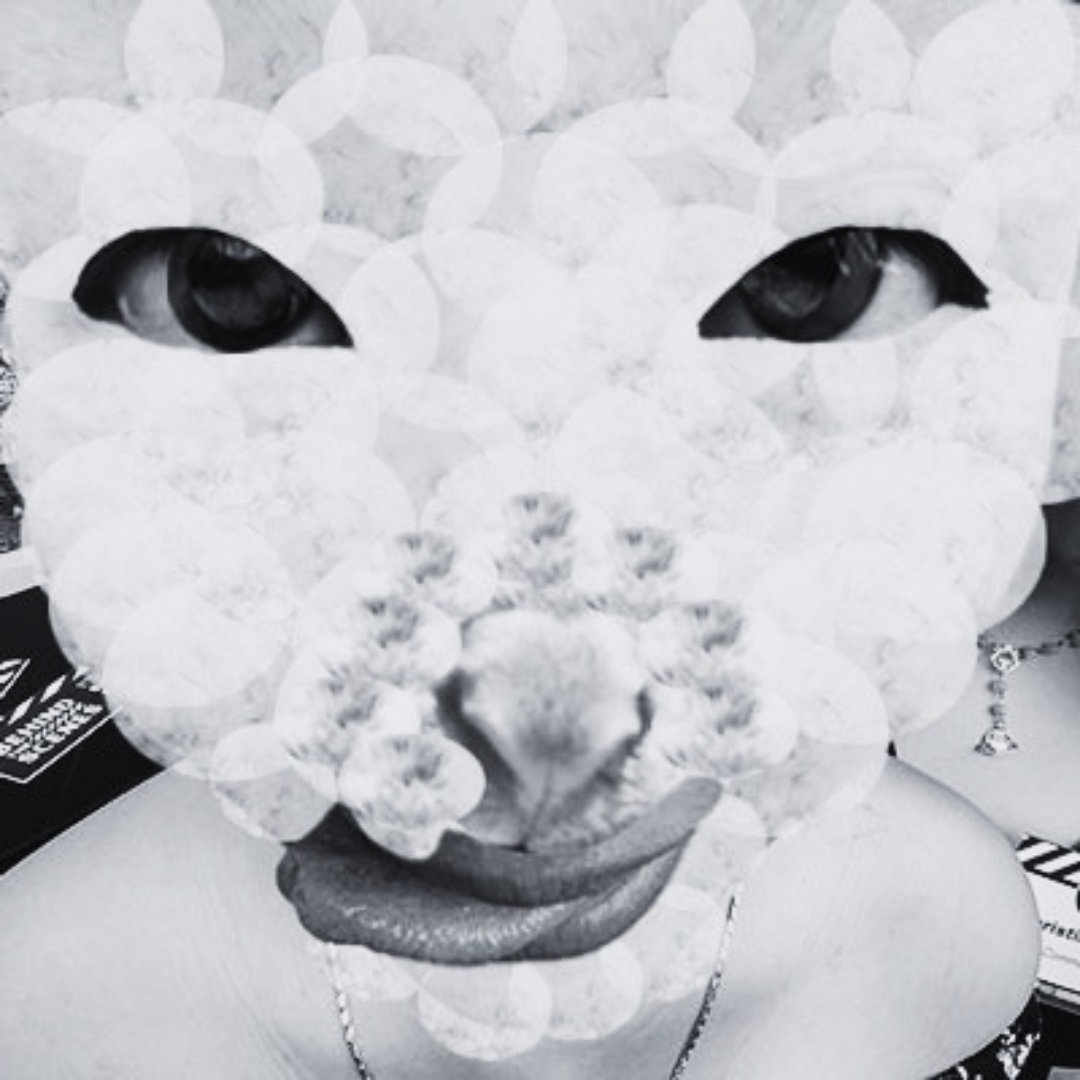 Sheep Photo