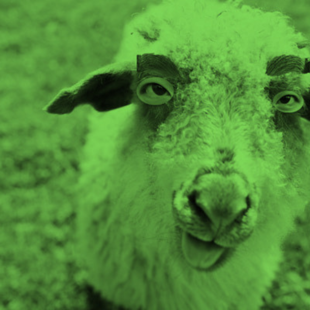 Sheep Photo